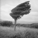 Private: UAE–India flight tickets to get costlier? New airline charges announced - private india