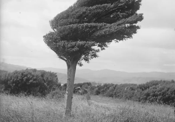 Private: UAE–India flight tickets to get costlier? New airline charges announced - private india